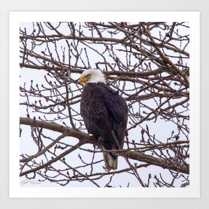 bald eagle perched art print by mattredfern society6