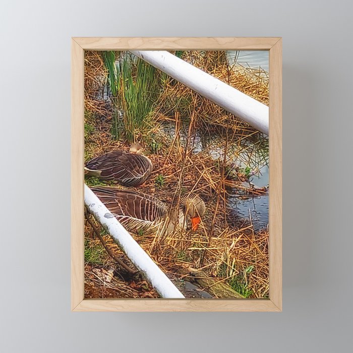 Geese in Reeds Framed Mini Art Print