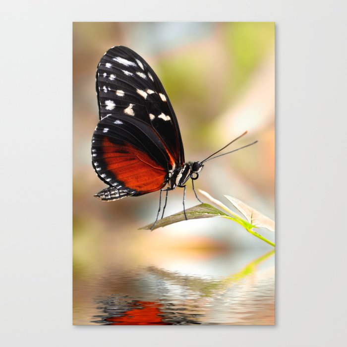 Butterfly 87 Canvas Print