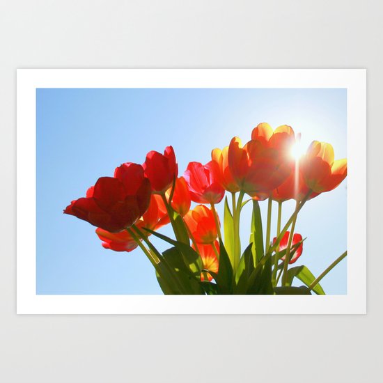 Tulip Flare Art Print