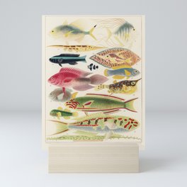 Great Barrier Reef Fishes from The Great Barrier Reef of Australia (1893) by William Saville-Kent (1 Mini Art Print