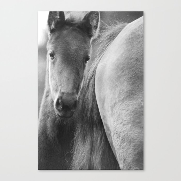 Poster Print Art Horse Animal Black and White Photograph