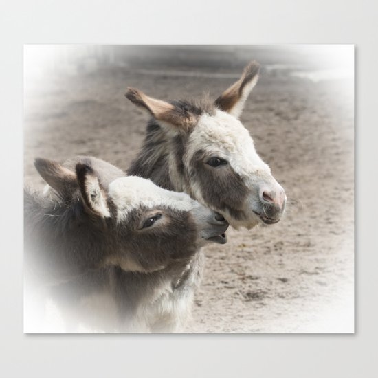 The donkeys Canvas Print