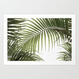 Palm Leaves Photo 01 Art Print