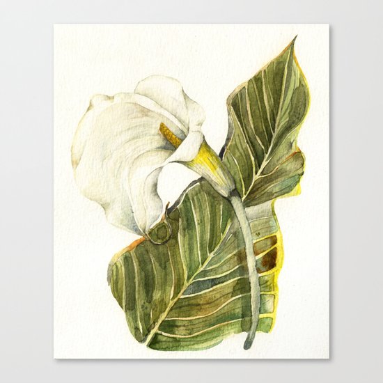 White Calla Lily Canvas Print