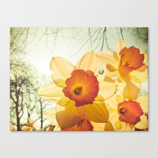 Daffodil Canvas Print