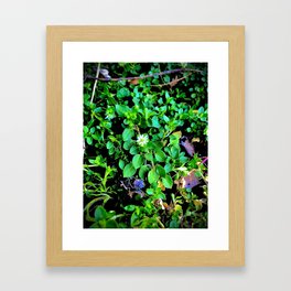 Chickweed Framed Art Print