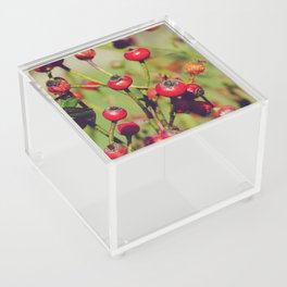 Red rosehip fruits under the sun | Aesthetic vintage garden Acrylic Box