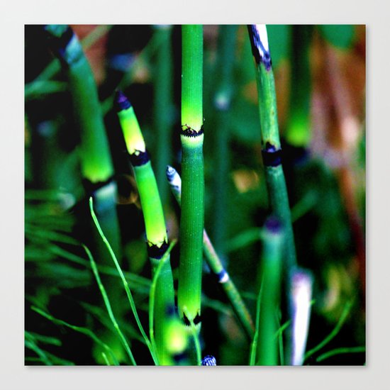 The Scouring Rush Canvas Print