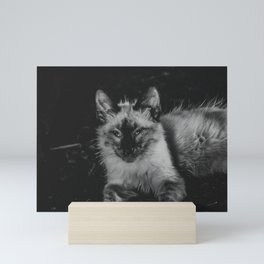 White Cat Mini Art Print