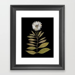 Beautiful real pressed white daisy herbarium  Framed Art Print