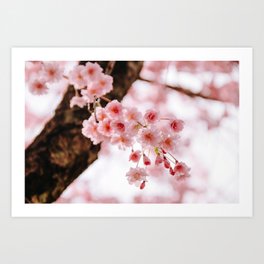 Cherry Blossoms / 06 Art Print