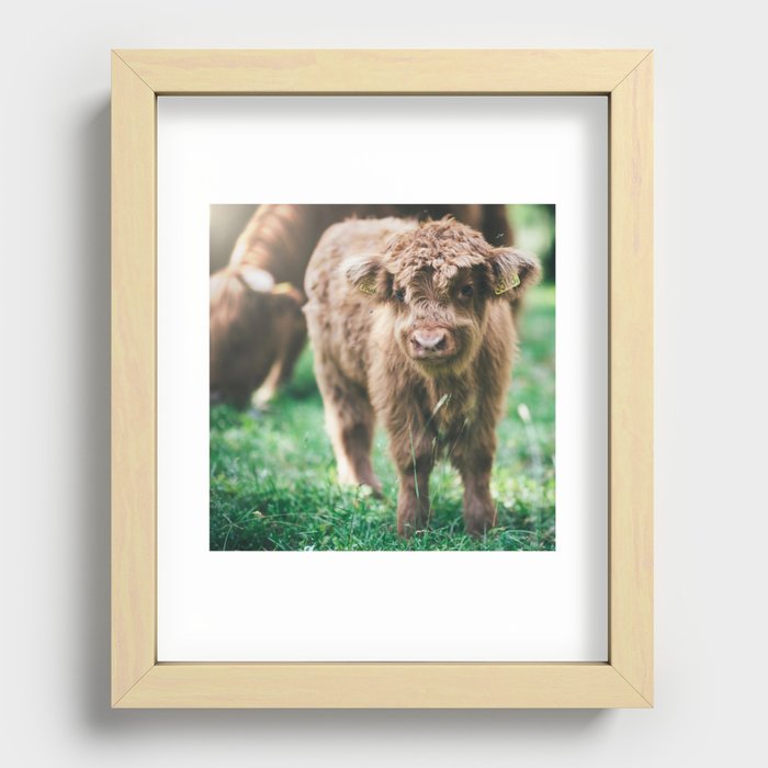 Scottish Highland Cow | Scottish Cattle | Cute Cow | Scottish Cow | Cute Cattle 07 Recessed Framed Print