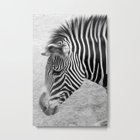 Zebra Metal Print