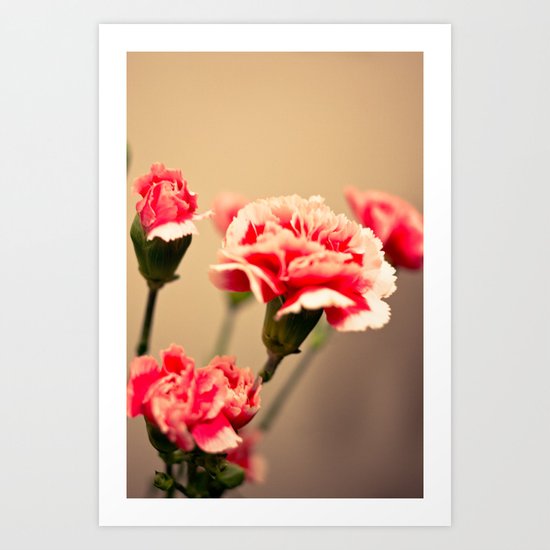 Carnation Art Print