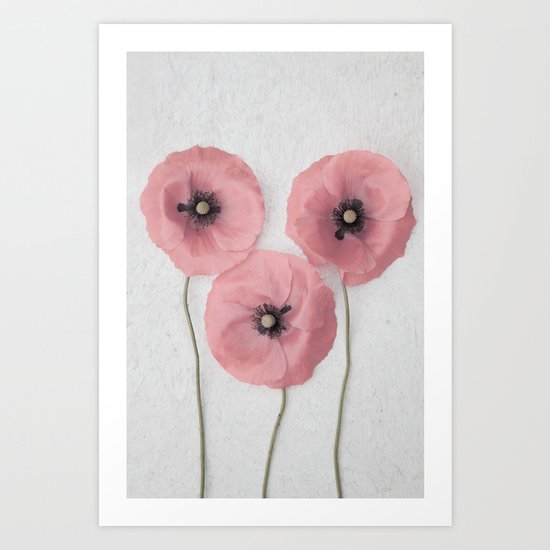 Pink Poppies Art Print