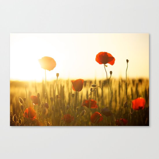 Sunset tulipe Canvas Print