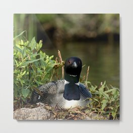 Mother loon close up Metal Print