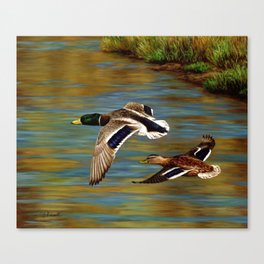 Mallard Ducks in Flight Canvas Print