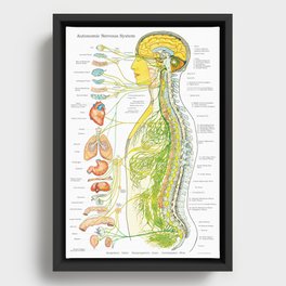 Autonomic Nervous System Poster Chiropractic Medical Chart Framed Canvas