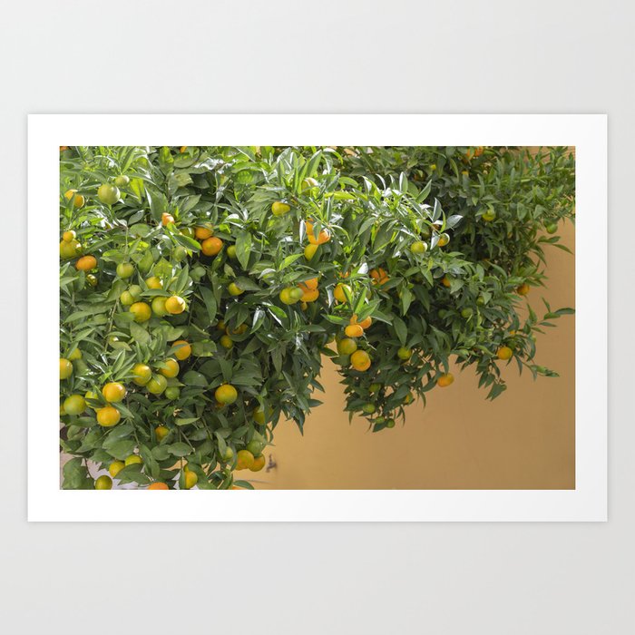 Mandarin tree - orange mediterranean fruit - travel photography Art Print