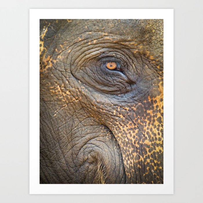 Close-up Elephant eye Art Print