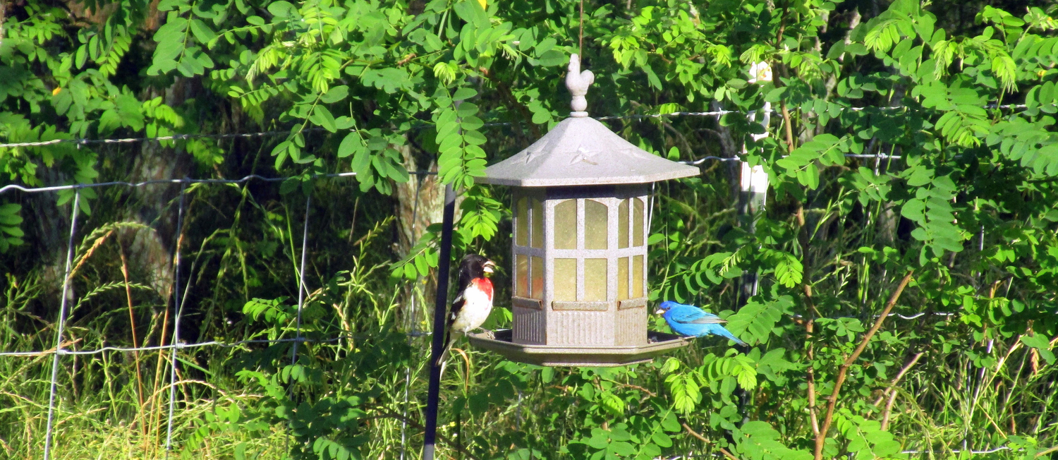 Red Breasted Grosbeak Indigo Bunting At Feeder Coffee Mug By