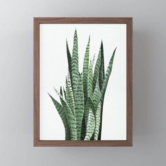 Snake Plant Sansevieria Laurentii Art Print Botanical Wall Art