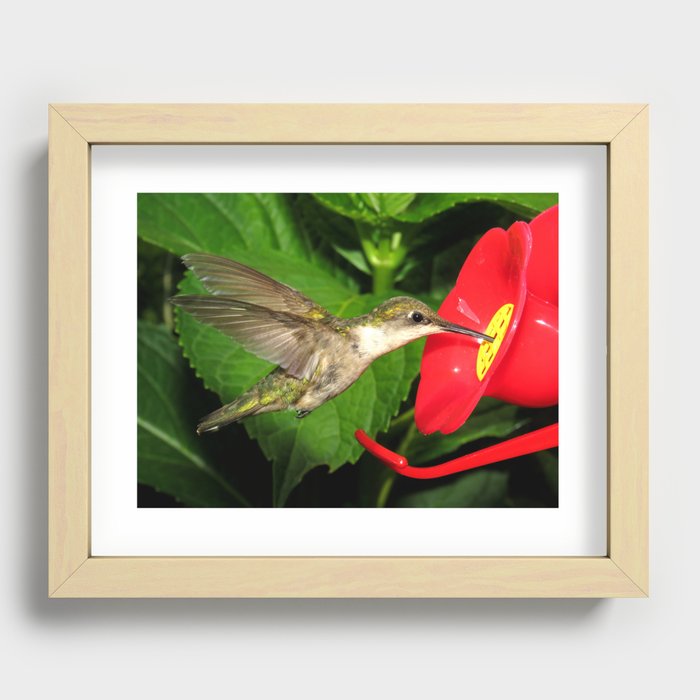 Hovering hummingbird 27 Recessed Framed Print