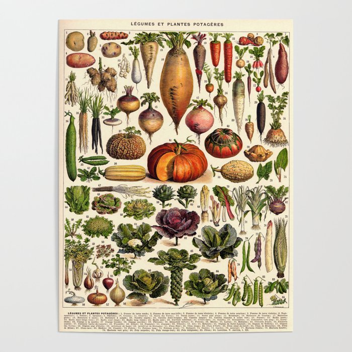 Adolphe Millot Vegetables Vintage Scientific Illustration Encyclopedia Illustration Lithograph  Poster