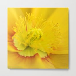 Iceland Poppy Close Perspective Metal Print | Poppies, Closeup, Color, Macro, Iceland, Poppy, Stamen, Yellow, Floatingpetals, Floral 
