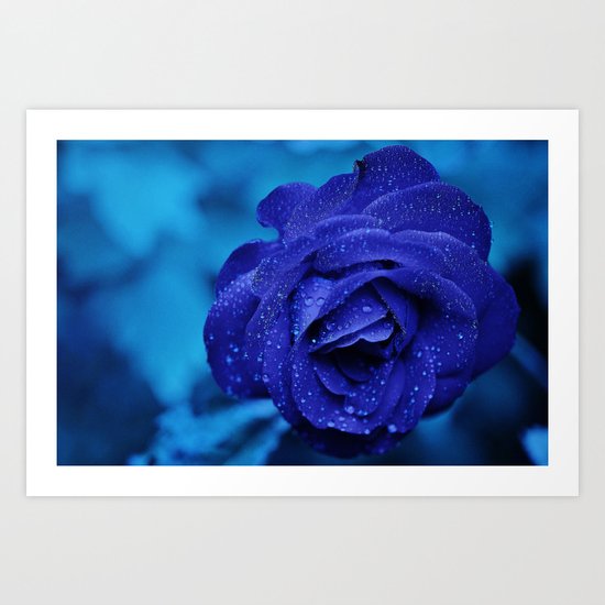 blue rose Art Print