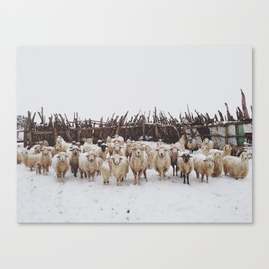 Snowy Sheep Stare Canvas Print