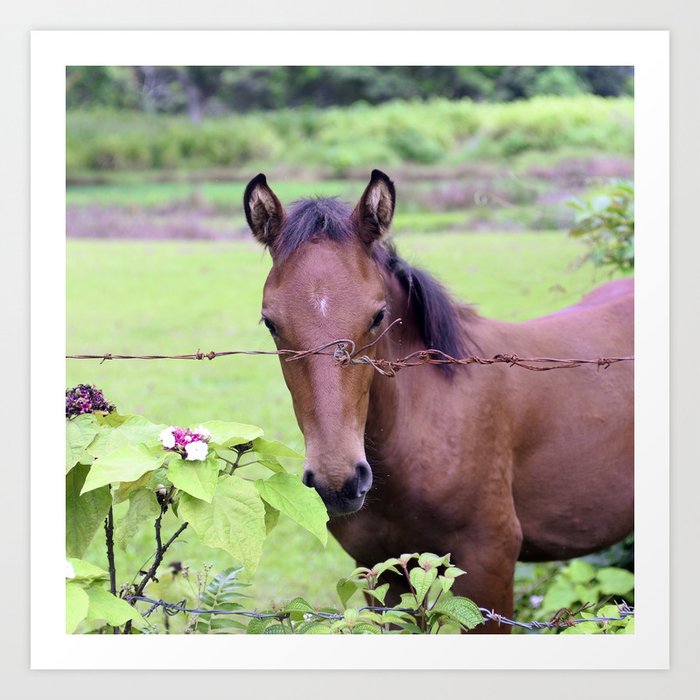 Tropical Island Horse Behind Barbed Wire Fence Art Print by DEC02