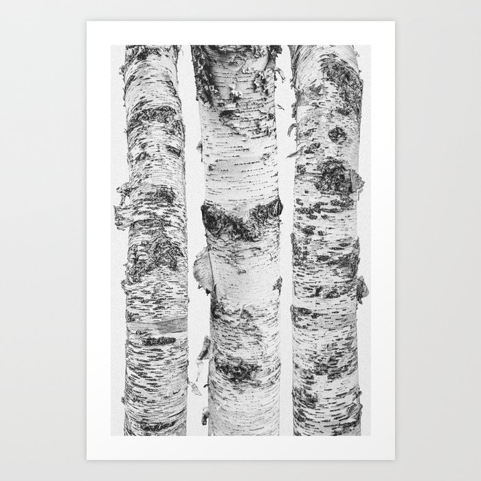 Birch Trees Landscape Photography Black And White Black And