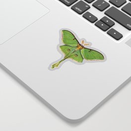 Luna Moth (Actias luna) II Sticker