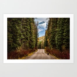 Black Bear Traveling on Woodland Dirt Road Rust Orange Emerald Green Color Dark Image Forest Image Art Print