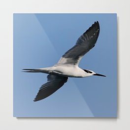 Sandwich Tern In Flight Vector Metal Print | Terns, Birdsinflight, Gullsinflight, Sandwichtern, Migratorybirds, Birds, Skimmers, Bird, Wings, Flying 