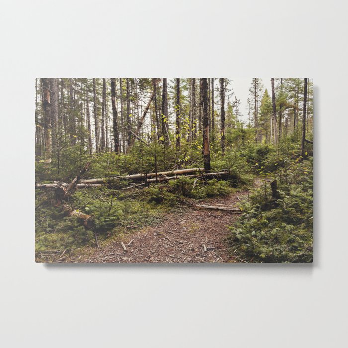 a path in the woods Metal Print