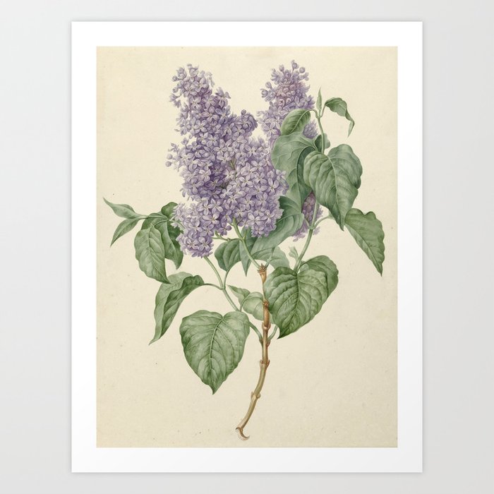 Vintage Lilac Botanical Print by Maria Geertruyd Barbiers-Snabilie Art Print