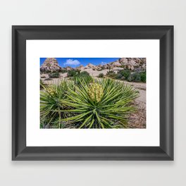 Blooming Yuccas - Joshua Tree National Park, California Framed Art Print