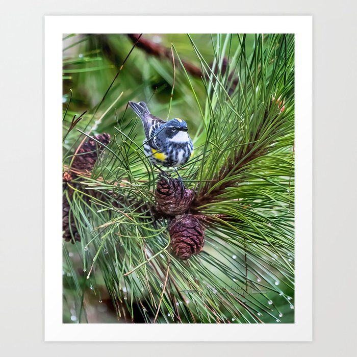 Yellow Rumped Warbler Art Print