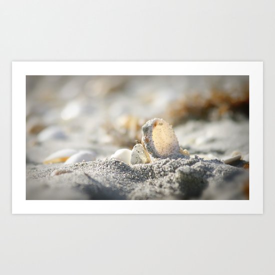 A Shell Art Print