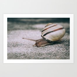 Lone Snail Travels Along the Sidewalk on a Rainy Day. Photograph Art Print
