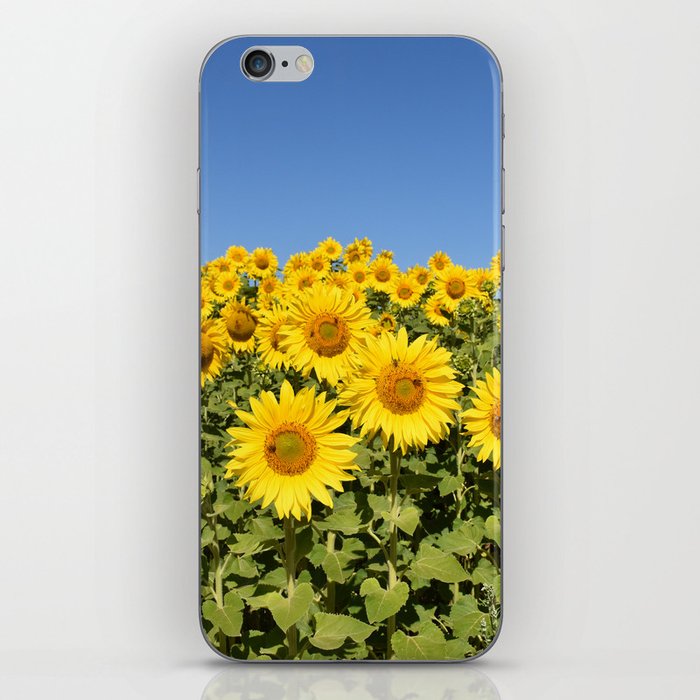 Paddock of Sunflowers iPhone Skin