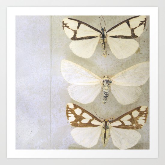 Moth Wings Art Print