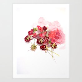 raspberries Art Print