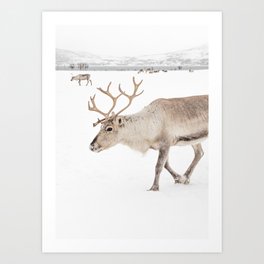 Reindeer in The Snow In Wintertime Photo Art Print | North Of Norway Lapland | Travel Photography Art Print