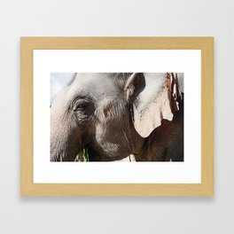 Elephant Eye Framed Art Print
