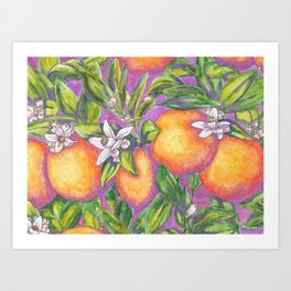 Citrus × sinensis Art Print